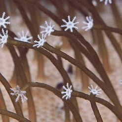 Medeski Martin & Wood Farmer's Reserve Re-Mastered CD