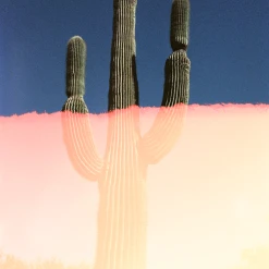 Mount Meek Saguaro