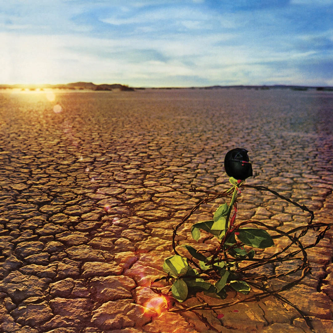 JD Souther Black Rose New Merch 2 JD Souther Black Rose New Merch